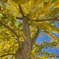 ginkgo_tree.jpg