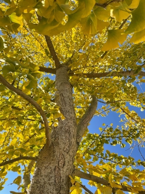 ginkgo_tree.jpg